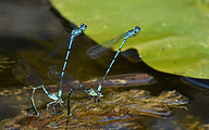 Azure Damselfly (Coenagrion puella)